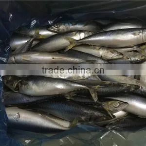 Frozen Pacific Mackerel for Bait thumbnail-1