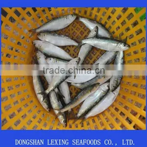 Fresh Frozen Sardine Fish for Canned thumbnail-1
