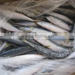 Frozen Mackerel 8-10pieces/kg New Coming thumbnail-1