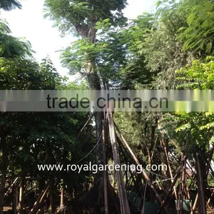Hot Sale Outdoor Large Delonix Regia Tree thumbnail-1