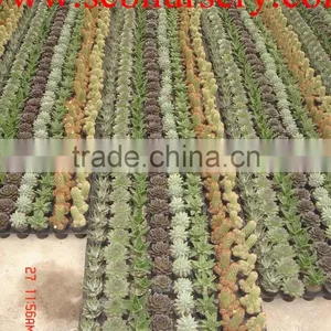 Cactus Y93 thumbnail-1