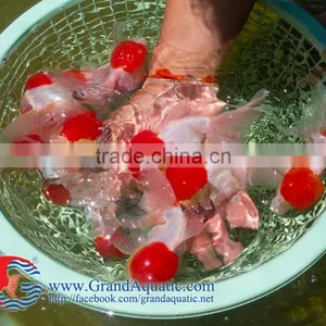 Aquarium Fish Wholesale From Thailand thumbnail-1