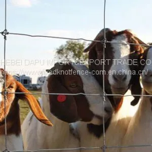 Anti-rust & Anti-corrosion Fixed Knot Goat&Sheep Fence thumbnail-5