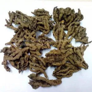 Supply Chinese Herbal Medicine Rhizoma Coptidis and Chicken Feet With Rhizoma Coptidis. thumbnail-1
