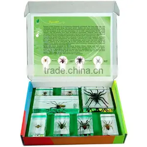 Spider Specimen thumbnail-1