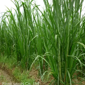 High Quality Bulk Super Green Elephant Napier Grass Seeds for Sale thumbnail-2