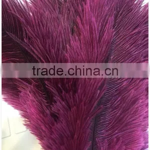Ostrich Feather for Factory thumbnail-6