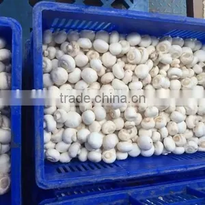 IQF Frozen Button Mushroom thumbnail-1