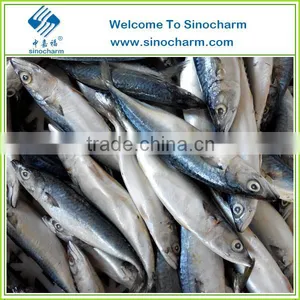 Frozen Fish Mackerel Price thumbnail-1