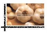 GARLIC thumbnail-1