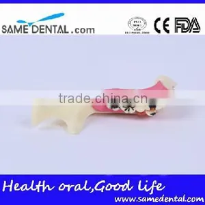 Hemi Mandible Anatomical Model Dental Eduction Assitant No. DEA-18 thumbnail-2
