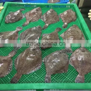 Frozen Marble Sole Fish thumbnail-1