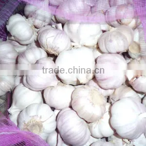 Normal White Jinxiang Fresh Garlic thumbnail-1