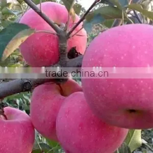175# Fresh Fuji Apple thumbnail-4