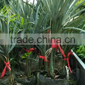 Palm Seedlings Bismarckia Nobilis thumbnail-1