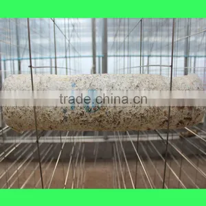 Shiitake Mushroom Bag thumbnail-1