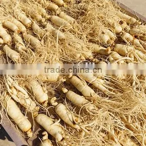 Panax Ginseng Powder thumbnail-3