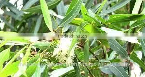 Pure Eucalyptus Oil for Wholesale thumbnail-5