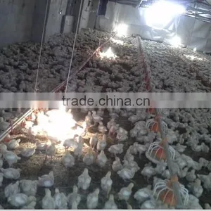 Automatic Chicken Farm Supplies Farm Equipment Chicken thumbnail-2