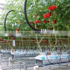Vegetable Greenhouse thumbnail-4