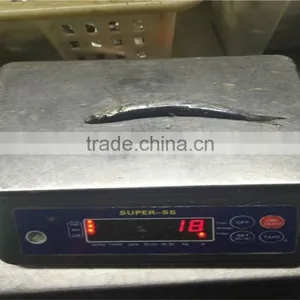 Anchovy Frozen on Board thumbnail-3