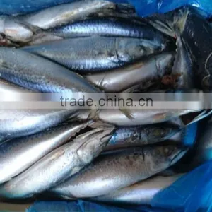 BQF New Catch Size 400/600 g Sea Frozen Pacific Mackerel thumbnail-4