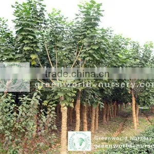 Erythrina Variegata Nursery Land thumbnail-1