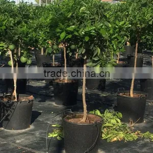Citrus Latifolia - Lime Tree thumbnail-6
