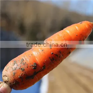 Wholesale Baby Carrots With Good Price thumbnail-1