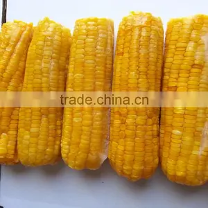 Fresh Yellow Sweet Corn From Vietnam thumbnail-3