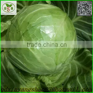 Turnip/cabbage/cabbage/Fresh Cabbage thumbnail-1