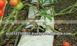 TOMATO GROWBAGS thumbnail-1
