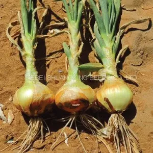 Spanish Sweet Onion Hybrid Onion Seeds for Long-day Area thumbnail-3