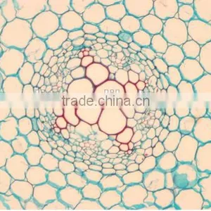 Plant Root Slides , Plant Root Tip Slides , Root Slides of Botany, Root Slides of Root thumbnail-6