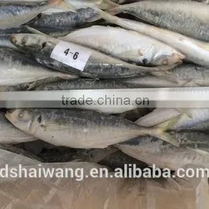 Frozen Whole Round Trachurus Japonicus With Size 40 - 60 Pcs / 10kg Ctn thumbnail-5