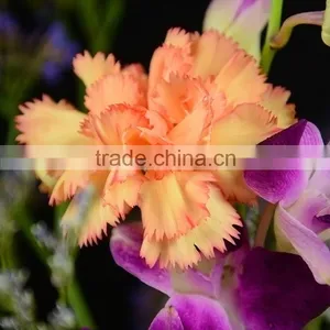 Top Grade Carnival Cheap Flower Single Stem Carnation thumbnail-1