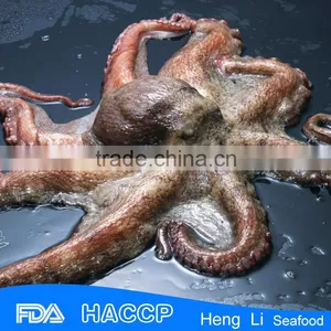 Fishing Octopus for Sale thumbnail-2