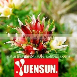 Rhodiola Extract /rhodiola Rosea Extract/rhodiola Salidroside thumbnail-1