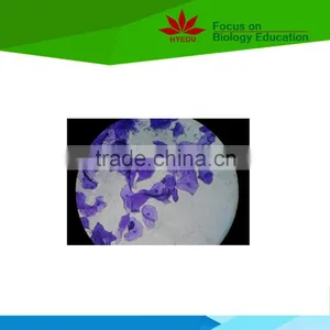 Individual Microbiology Microscope Prepared Slides thumbnail-4