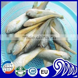 Croaker Fish Seafood Frozen Yellow Croaker Fish Promoting Price thumbnail-2