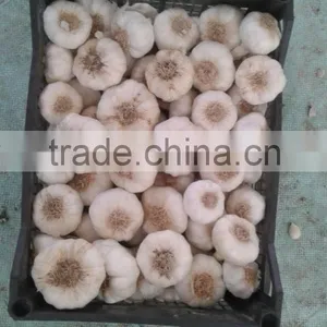 Fresh Garlic White Garlic thumbnail-1