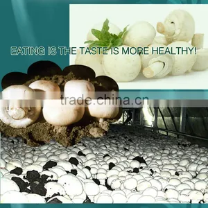 Frozen Agaricus Bisporus IQF Agaricus Bisporus thumbnail-5