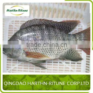 Farm Raised Frozen Tilapia Fillet Fish Price thumbnail-5