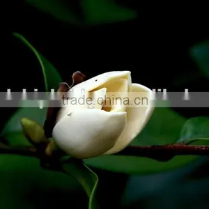 Michelia Figo Seedling thumbnail-2