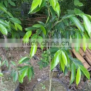 AGARWOOD SEEDLING thumbnail-5