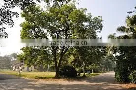 Indian Bija Foretsry Tree Seeds Pterocarpus Marsupium Rajasthan Asia thumbnail-2