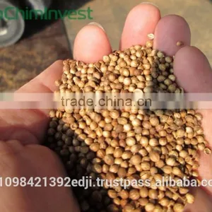Coriander thumbnail-2