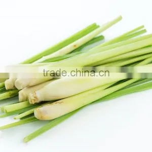 FRESH LEMONGRASS TO MAKE LEMONGRASS OIL WITH HIGH QUALITY thumbnail-5
