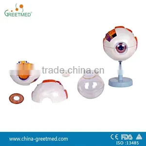 6 Parts Plastic Human Eye Model thumbnail-1