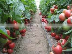 Vegetable Pollination Machine/Tomato Pollinator thumbnail-1